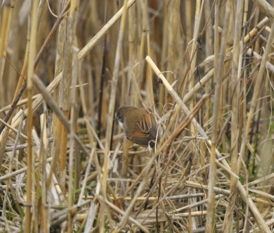 Grasmus / Common white-throat / Oelermars