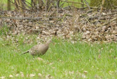 Fazant / Common Pheasant/ Haaksbergerveen