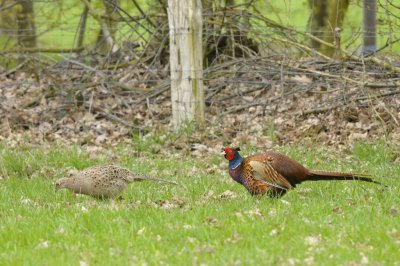 Fazant / Common Pheasant/ Haaksbergerveen