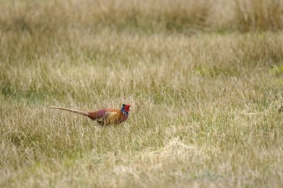 Fazant / Common Pheasant/ Haaksbergerveen