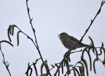 Fitis / Willow Warbler / Haaksbergerveen