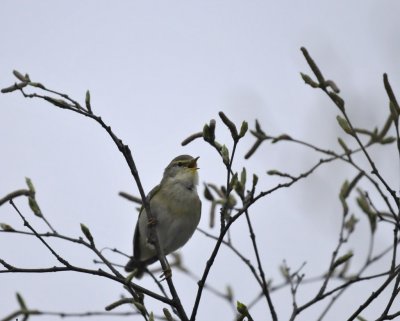 Fitis / Willow Warbler / Haaksbergerveen