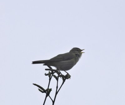 Fitis / Willow Warbler / Haaksbergerveen