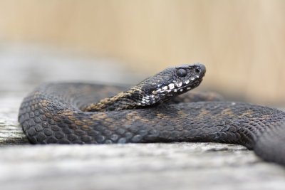 Adder / Haaksbergerveen