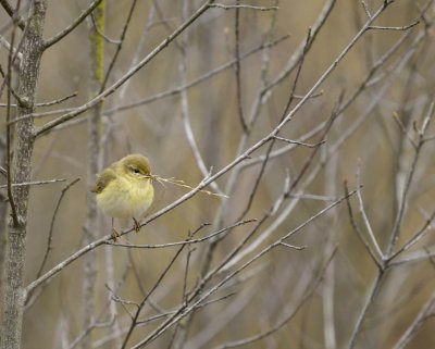 Fitis / Willow Warbler / Haaksbergerveen