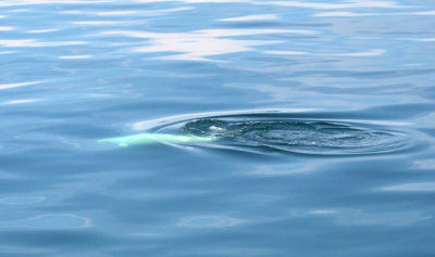 A white, Beluga whale - left of center. Native to this area. (See caption under full size photo for why whales congregate here.)