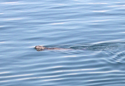 A gray seal.