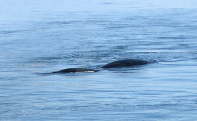 Two Fin whales.