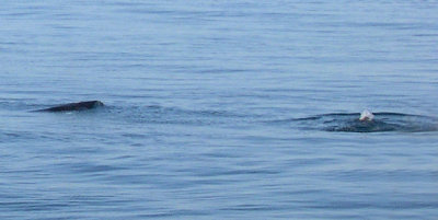 Two whales, perhaps Minke whales. (Bubbles on the right - perhaps from the blowhole of that whale?)