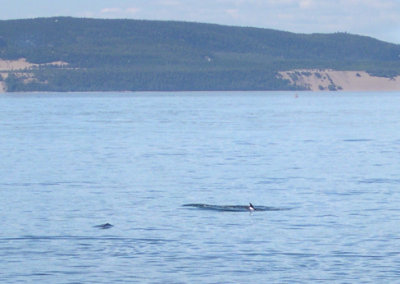 A Minke whale feeding on its side. The whales pectoral fin, with a white patch, is seen out of the water.