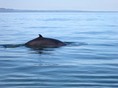 A Minke whale