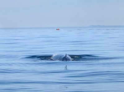 A Fin whale with its dorsal fin in the foreground.