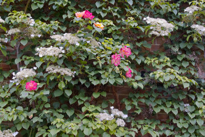 Flowered wall