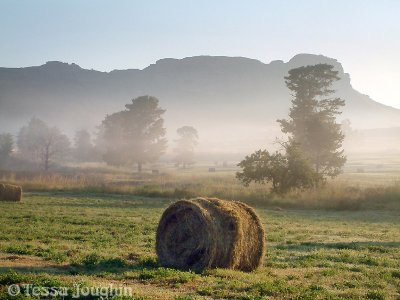 Morning mists at Sandstone Estates