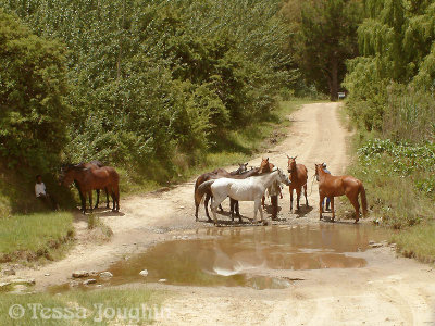 Polo ponies at the Franshoek stream