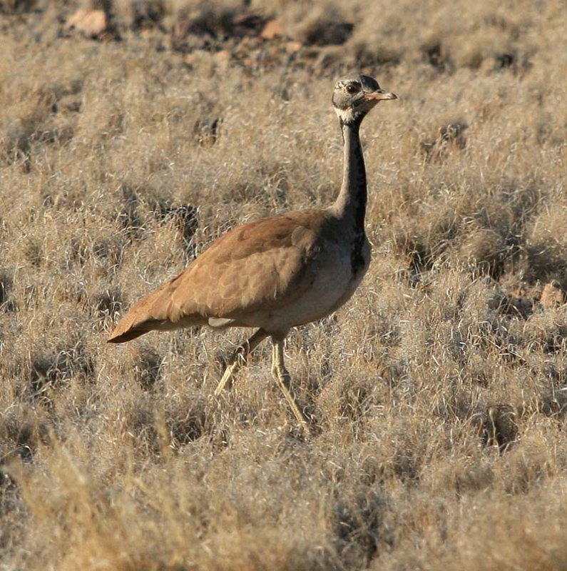 Ruppels Korhaan