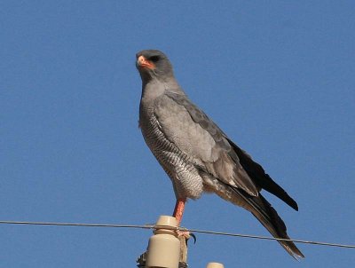 Birds of Namibia