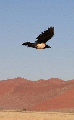 Pied Crow