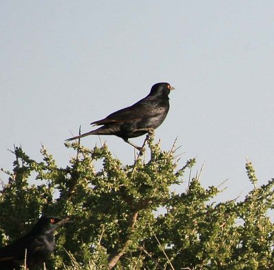 Pale-winged Starling