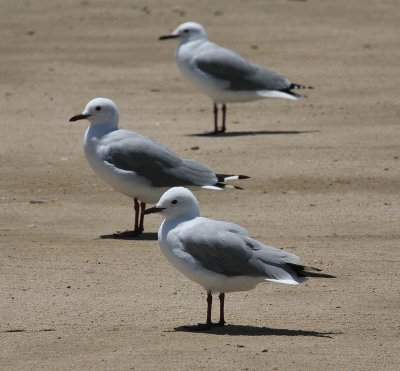 Hartlaub's Gull