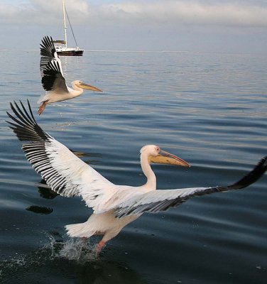 Great White Pelicans