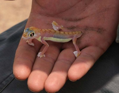 Palmetto Gecko