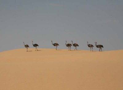 Ostriches in the Dunes