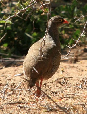 Red-billed Francolin