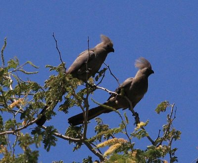 Go Away Birds - Grey Lourie