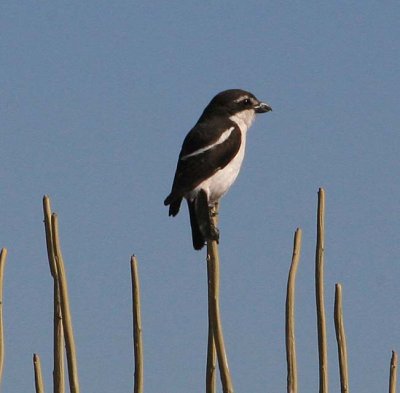 Common Fiscal Shrike