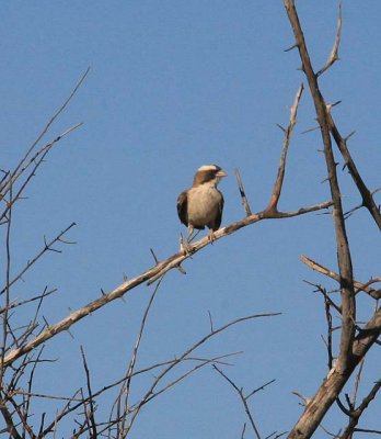 White-browed Sparrow Weaver