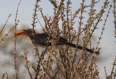 Southern Yellow-billed Hornbill