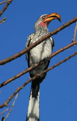 Southern Yellow-billed Hornbill