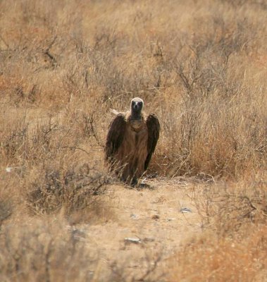 Cape Vulture