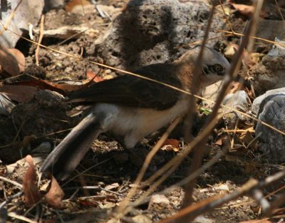 Bare-cheeked Babbler