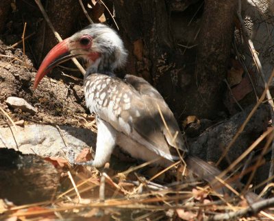 Monteiro's Hornbill