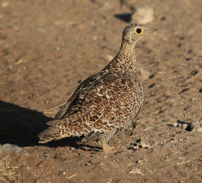 Double-banded Sandgrouse