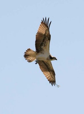 Snake Eagle