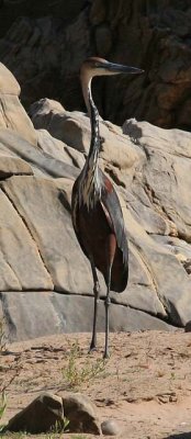 Goliath Heron