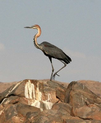 Goliath Heron