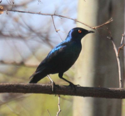 Glossy Starling