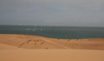 Pelicans on the Dunes