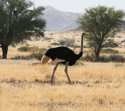 Male Ostrich