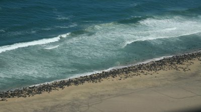 Fur Seal Colony