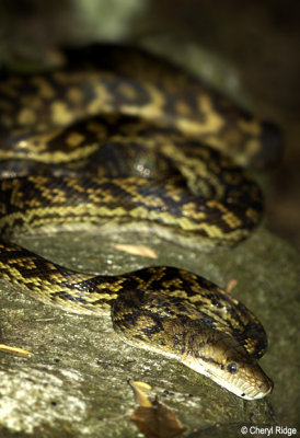 3716-python.jpg