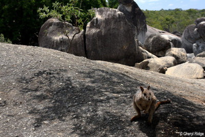 0477-rock-wallaby.jpg