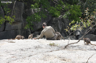 0492-rock-wallaby.jpg