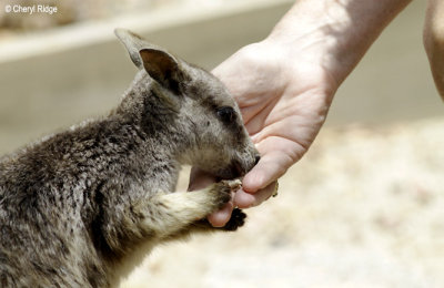 3888-rock-wallaby.jpg