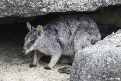 3899-rock-wallaby.jpg