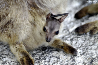 3921-rock-wallaby.jpg